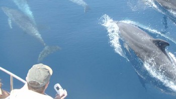 Permalink to: Avistamiento de Delfines y otros Cetáceos